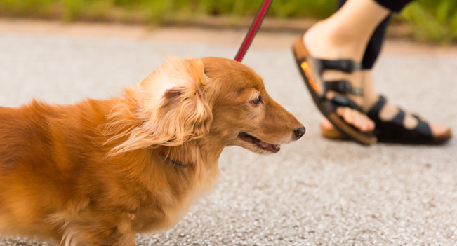 ペットシッター Mofu Mofu(モフモフ)