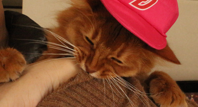 ペットシッター Mofu Mofu(モフモフ)